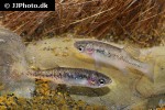 xenoophorus captivus xenoophorus captivus