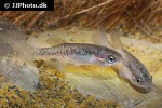 xenoophorus captivus xenoophorus captivus