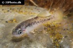 xenoophorus captivus xenoophorus captivus