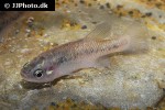 xenoophorus captivus xenoophorus captivus