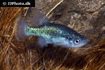 xenoophorus captivus xenoophorus captivus