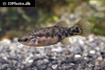 zoogoneticus purhepechus zoogoneticus purhepechus