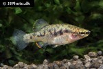 zoogoneticus purhepechus zoogoneticus purhepechus