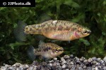 zoogoneticus purhepechus zoogoneticus purhepechus