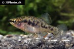 zoogoneticus purhepechus zoogoneticus purhepechus