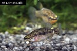 zoogoneticus purhepechus zoogoneticus purhepechus