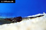 papilloculiceps longiceps papilloculiceps longiceps