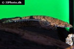 platycephalus indicus platycephalus indicus
