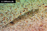 platycephalus indicus platycephalus indicus
