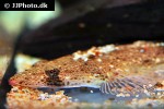 platycephalus indicus platycephalus indicus