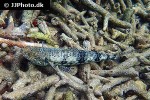 saurida nebulosa saurida nebulosa