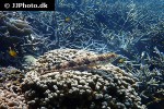 saurida nebulosa saurida nebulosa