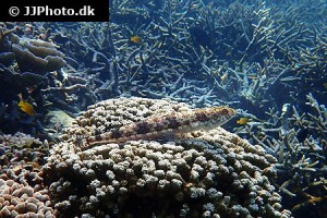 Lizardfish