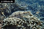 saurida nebulosa saurida nebulosa