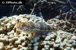 saurida nebulosa saurida nebulosa