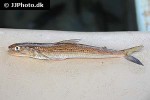 saurida undosquamis saurida undosquamis
