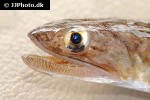 saurida undosquamis saurida undosquamis