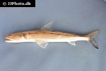 saurida undosquamis saurida undosquamis