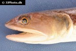 saurida undosquamis saurida undosquamis