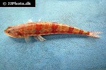 synodus rubromarmoratus synodus rubromarmoratus