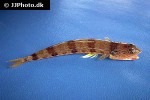 synodus rubromarmoratus synodus rubromarmoratus