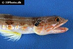 synodus rubromarmoratus synodus rubromarmoratus
