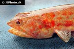 synodus rubromarmoratus synodus rubromarmoratus
