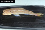 trachinocephalus myops trachinocephalus myops