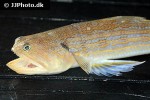 trachinocephalus myops trachinocephalus myops