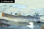 aborichthys cf elongatus aborichthys cf elongatus