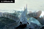 aborichthys cf elongatus aborichthys cf elongatus
