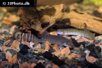 aborichthys elongatus aborichthys elongatus