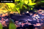 aborichthys elongatus aborichthys elongatus