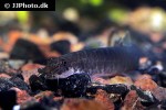 aborichthys elongatus aborichthys elongatus
