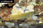 aborichthys elongatus aborichthys elongatus