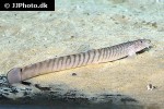 aborichthys kempi aborichthys kempi