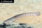 aborichthys kempi aborichthys kempi