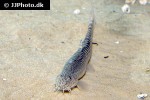 aborichthys kempi aborichthys kempi