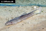aborichthys kempi aborichthys kempi