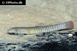 aborichthys kempi aborichthys kempi