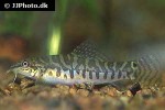 acanthocobitis urophthalmus acanthocobitis urophthalmus