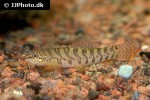 acanthocobitis urophthalmus acanthocobitis urophthalmus