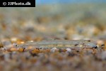acanthopsoides molobrion acanthopsoides molobrion