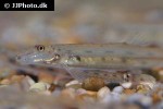 acanthopsoides molobrion acanthopsoides molobrion