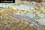 acantopsis dialuzona acantopsis dialuzona