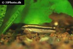 ambastaia nigrolineata ambastaia nigrolineata