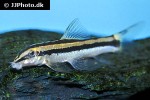 ambastaia nigrolineata ambastaia nigrolineata
