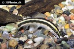 ambastaia nigrolineata ambastaia nigrolineata
