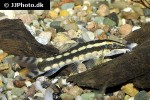 ambastaia nigrolineata ambastaia nigrolineata