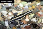 ambastaia nigrolineata ambastaia nigrolineata